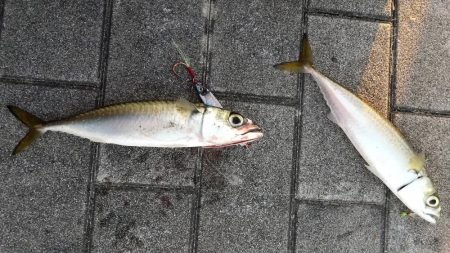 太刀魚何処いった？