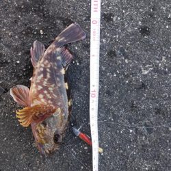 ライトワインドでガシラゲーム