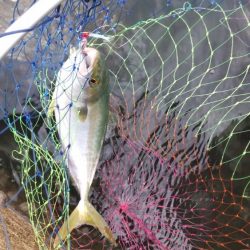 マゴチとツバス