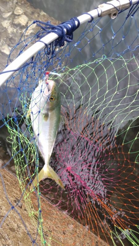 マゴチとツバス