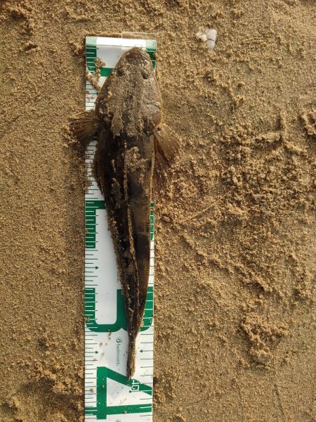 久々釣行でフラットラッシュ