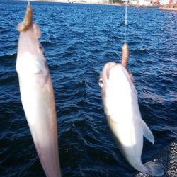 強風の播磨新島釣行