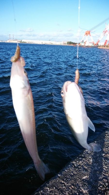 強風の播磨新島釣行