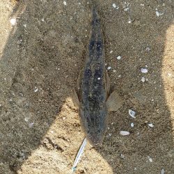 まだコチが好調