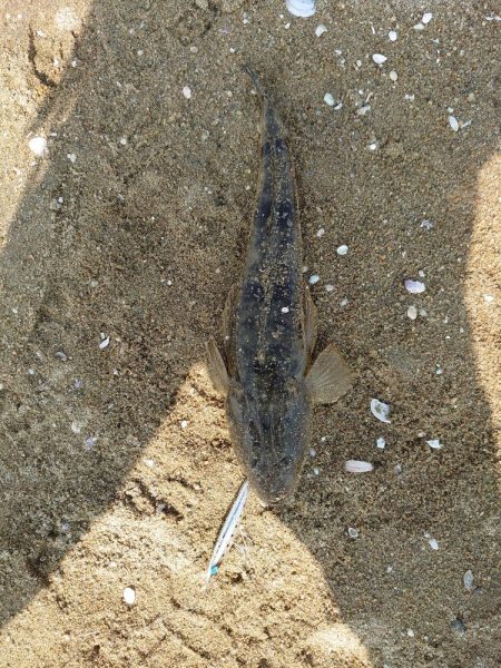 まだコチが好調