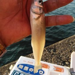 キスのアタリが消えた播磨新島