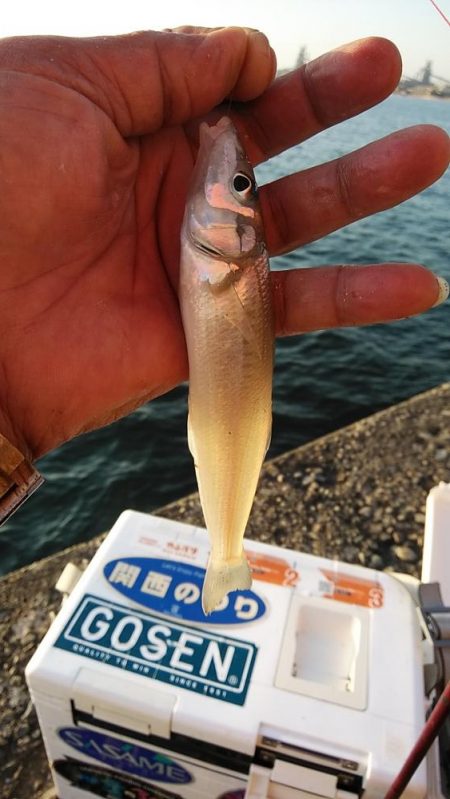 キスのアタリが消えた播磨新島