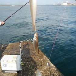 朝の時合いに釣行出来ました