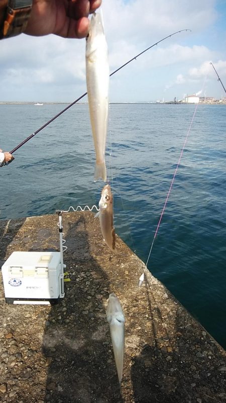 朝の時合いに釣行出来ました