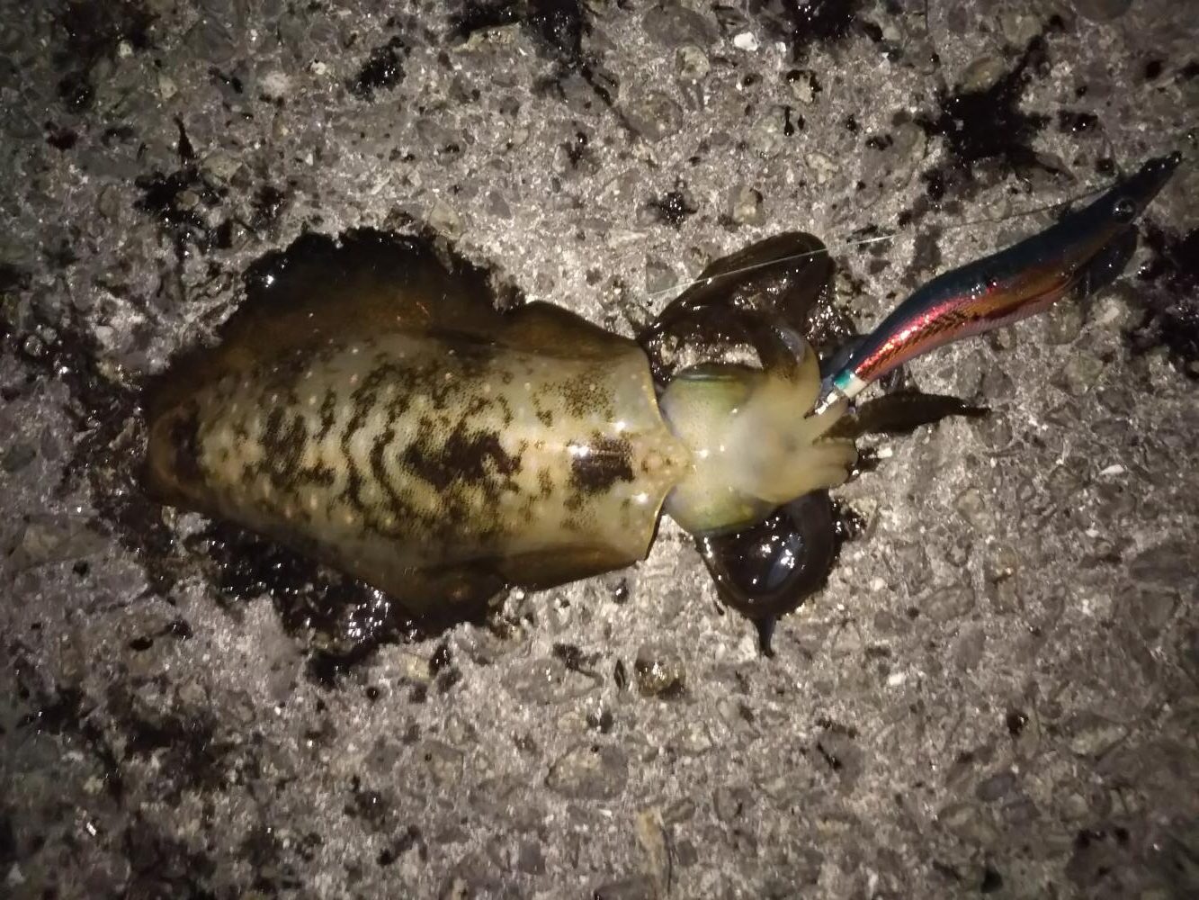 流れの中のエギング