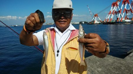 良型キスが釣れ始めました