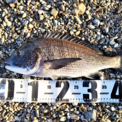 ライトタックルでチヌ