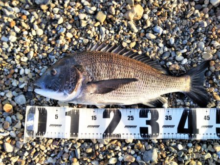 ライトタックルでチヌ