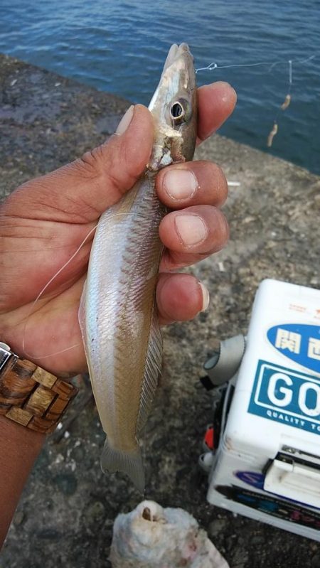 良型キスのアタリを楽しめました