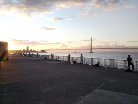 まだ小さいアオリがいます