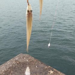 強風の播磨新島釣行