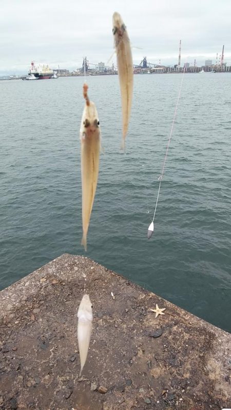 強風の播磨新島釣行