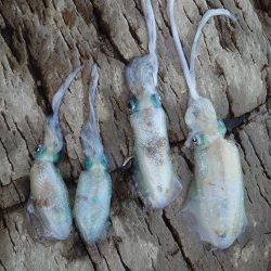 本命　ヒラマサは撃沈