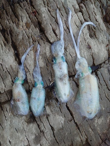 本命　ヒラマサは撃沈