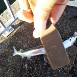 久しぶりのサヨリ釣り