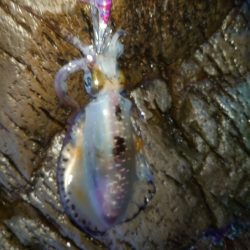 やっぱり青物は厳しい！