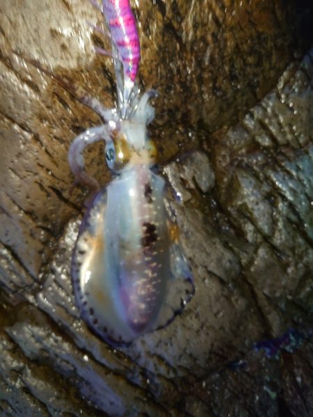 やっぱり青物は厳しい！