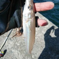 復活するか播磨新島のキス