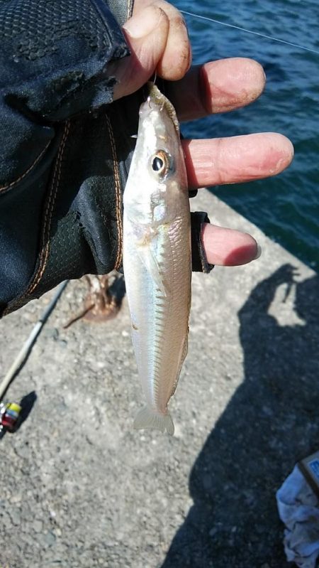 復活するか播磨新島のキス