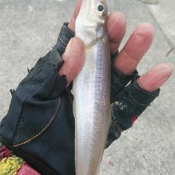 淡路の漁港４か所調査