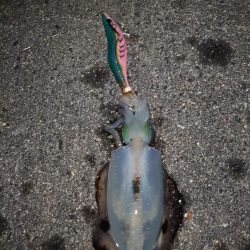 エギング良発進