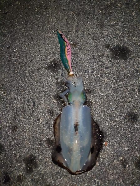 エギング良発進