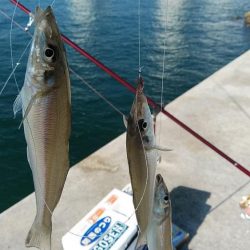 東二見に連投しました