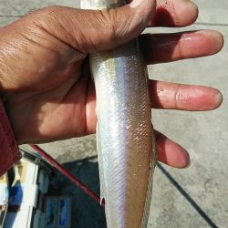 強風の東二見釣行