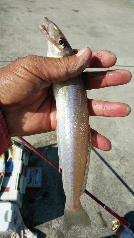 強風の東二見釣行