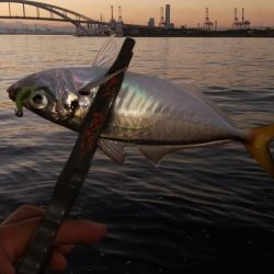 アジ釣り