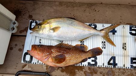 いい感じのシオ