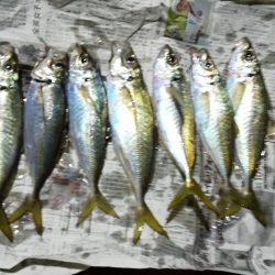 小島~深日までの移動で中アジ拾い釣り。