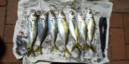 小島~深日までの移動で中アジ拾い釣り。