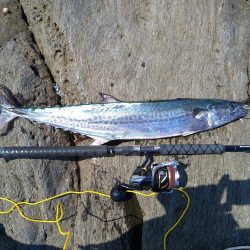 サバ読んで80センチ