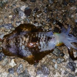 アオリイカ好調です