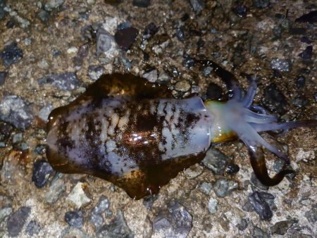 アオリイカ好調です