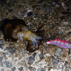 アオリイカ、厳しめに