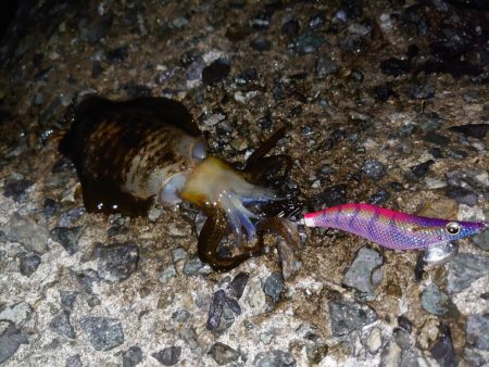 アオリイカ、厳しめに