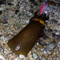 雨降る前にイカ狙い