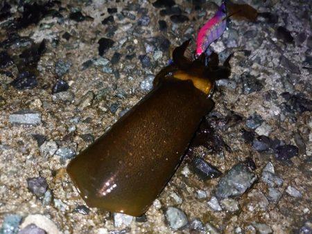 雨降る前にイカ狙い