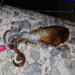 数は出てもサイズは出ず