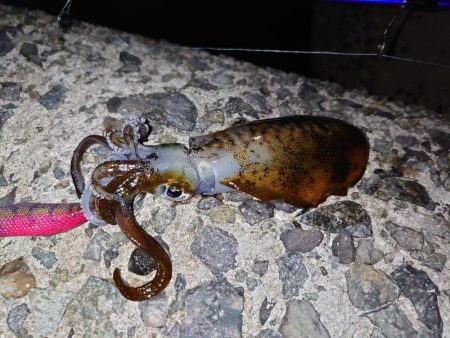 数は出てもサイズは出ず