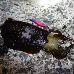今シーズン最高のアオリイカエギング