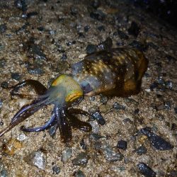 この時期にこのサイズ…？