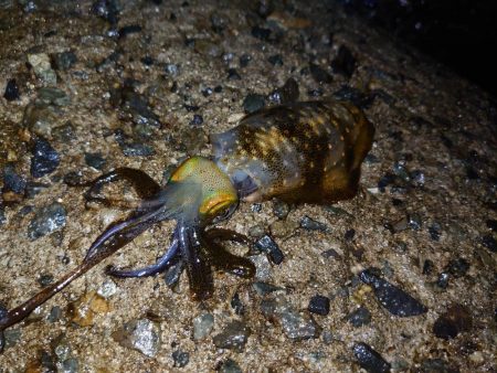 この時期にこのサイズ…？